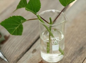 Method of propagation of roses by growing the roots of cuttings in water