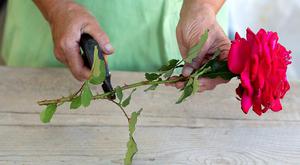 Description of the method for propagating roses by layering at home