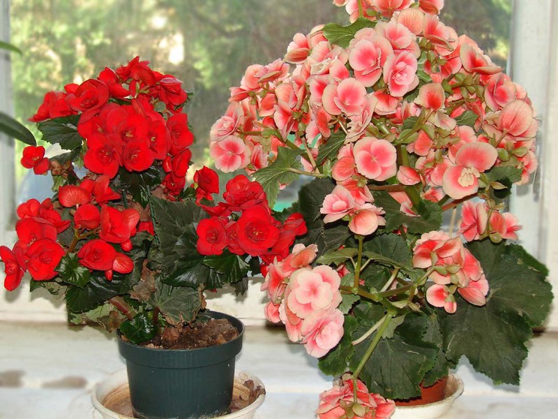 Varieties of indoor flowers begonias