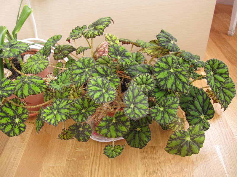 A characteristic description of the Tiger begonia