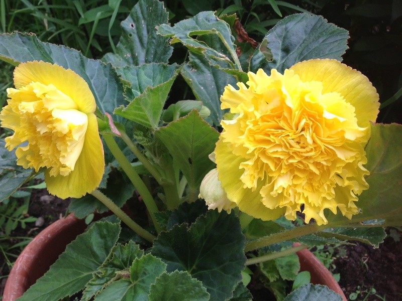 Description of indoor yellow begonia