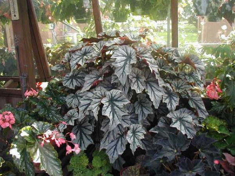 Features of the appearance of metal begonias