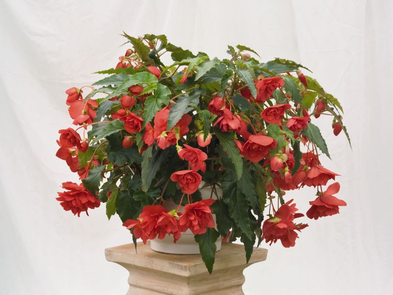 Types of indoor begonias that require special care