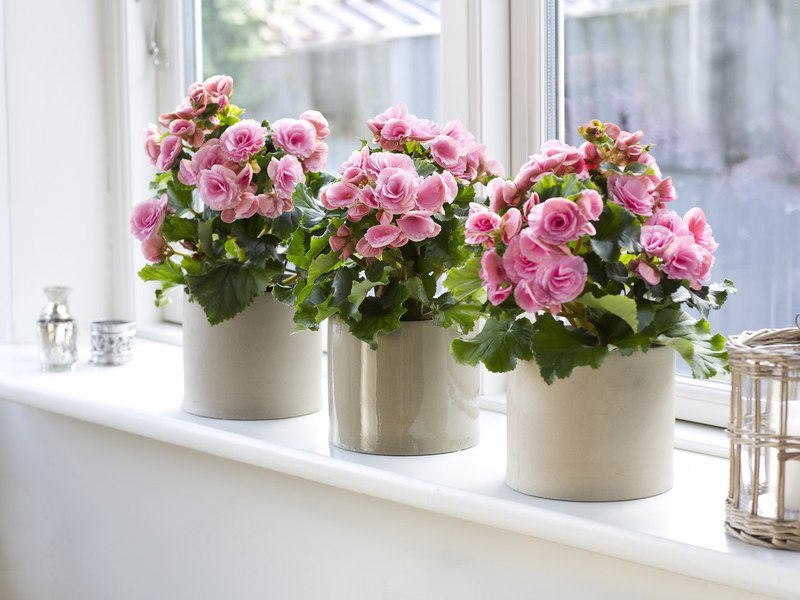 Types of begonias are not demanding in care and cultivation