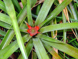 Breeding pineapples