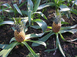 Greenhouse pineapples