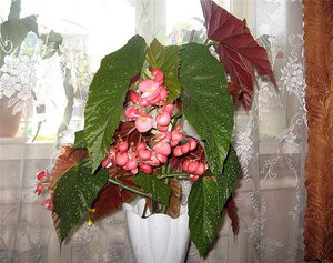 Characteristics of indoor coral begonia