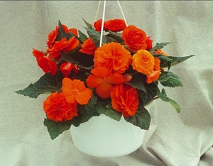 Description of indoor begonia Non stop