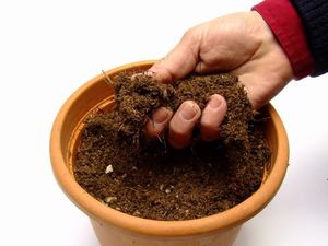 Description of the method of preparing the soil for planting pelargonium seeds at home