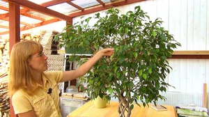 Rules for caring for Benjamin's ficus at home