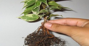 Features of Benjamin ficus transplant at home