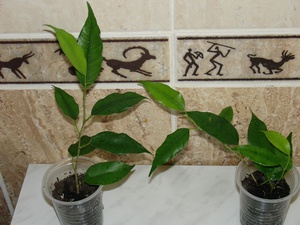 Description of methods for breeding ficus Benjamin at home