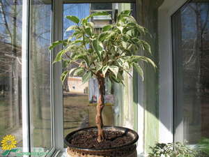 Features of the plexus of Benjamin ficus trunks