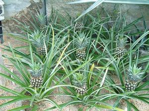 A characteristic description of pineapple plants