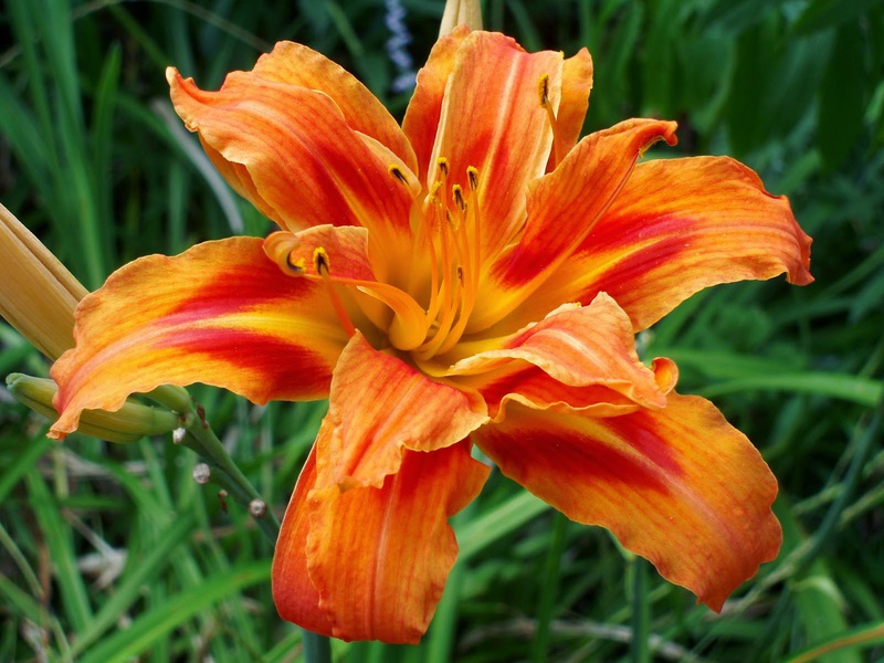 List of daylily varieties and names