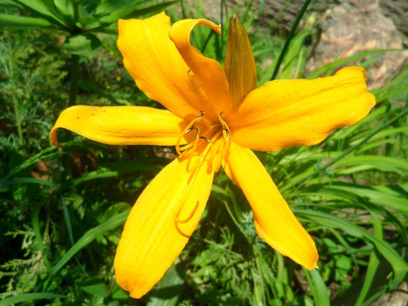 Description of the appearance of Middendorf daylily