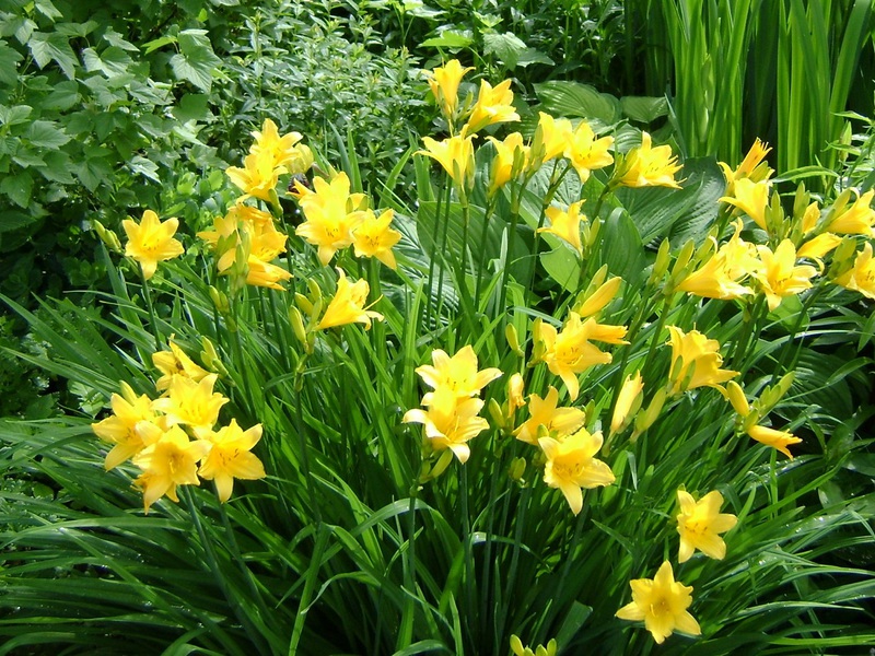 Characteristics of the daylily flower Citrine