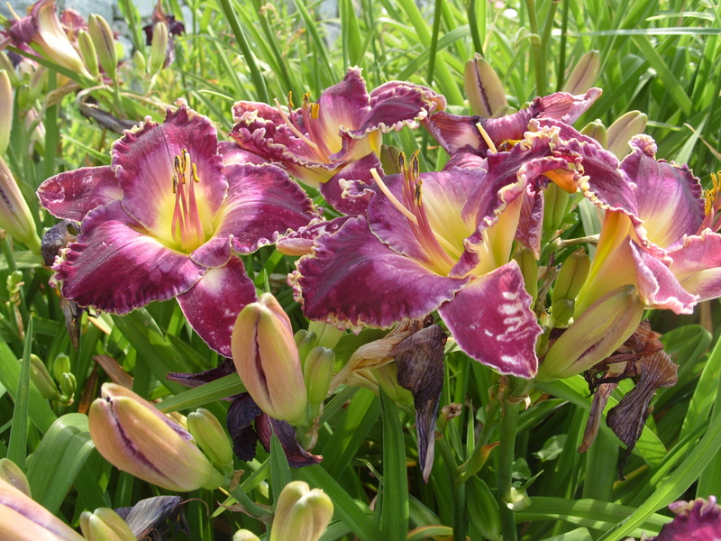 A typical description of the Midnight Magic daylilies