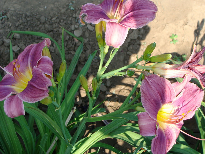 Description of Prairie Blue Ice daylilies flowers