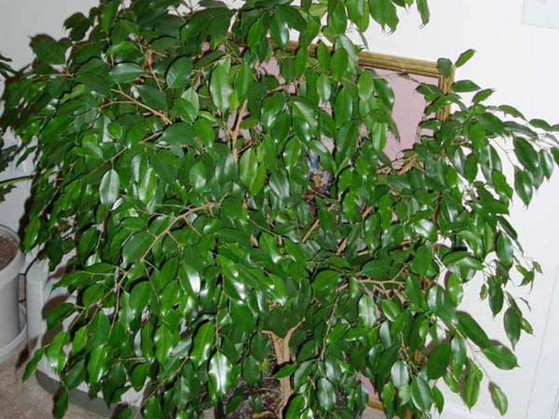 Indoor plant ficus