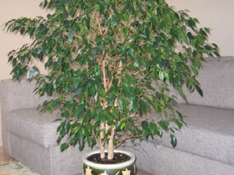 How to care for indoor ficus