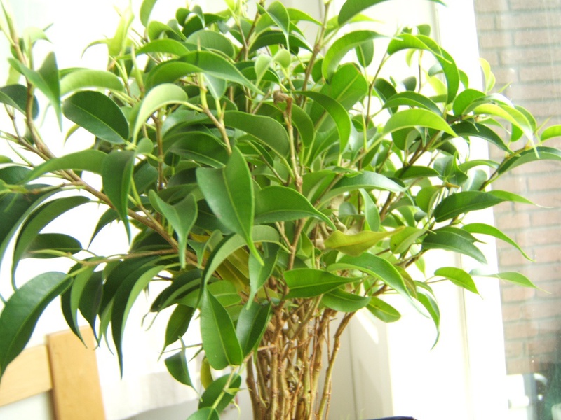 Watering ficus