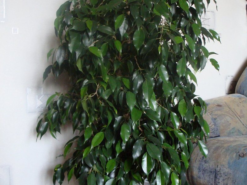 Ficus benjamin in the house