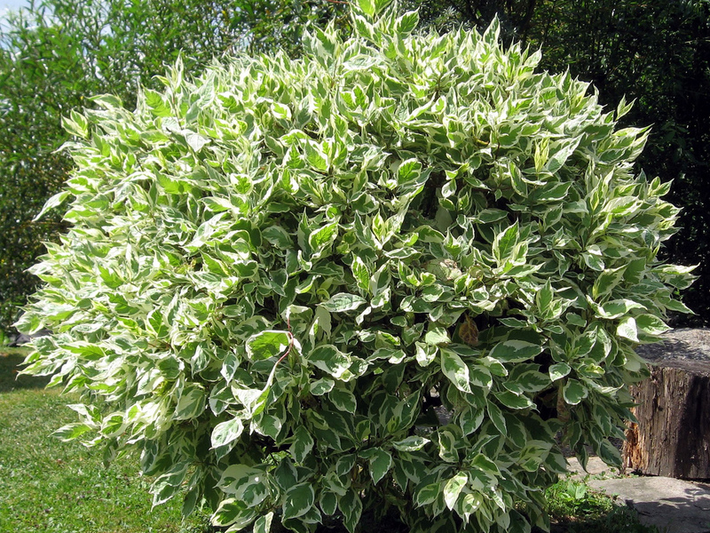 Indoor ficus