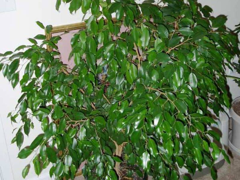 Ficus Benjamin species