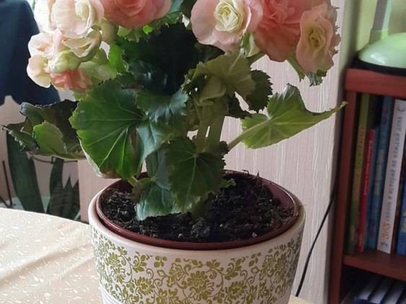 Begonia transplant