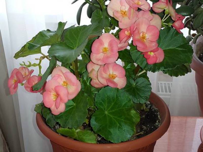 Propagation of begonias by cuttings