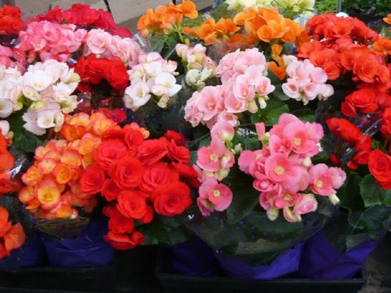 Begonia variety