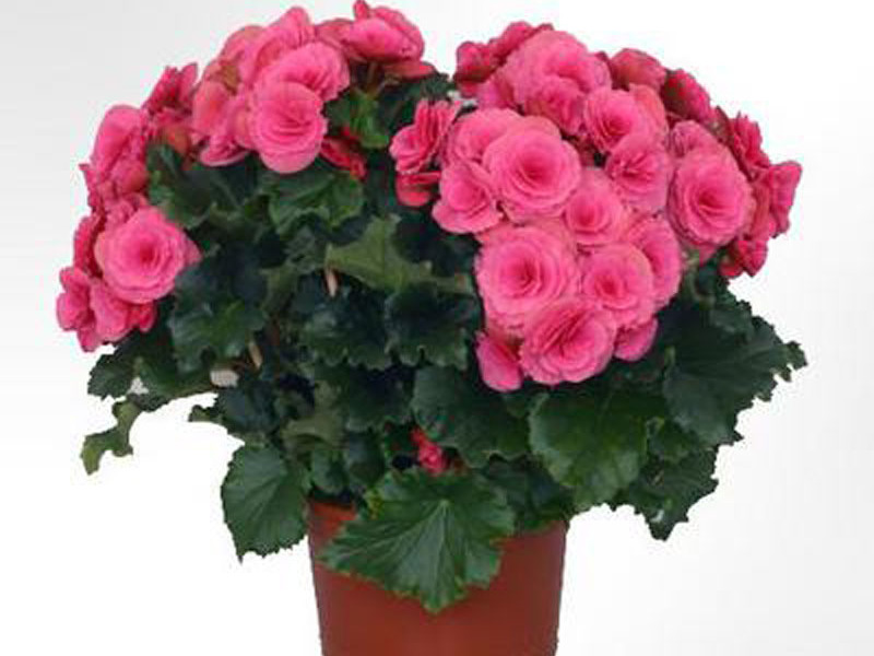 Ever-flowering begonia