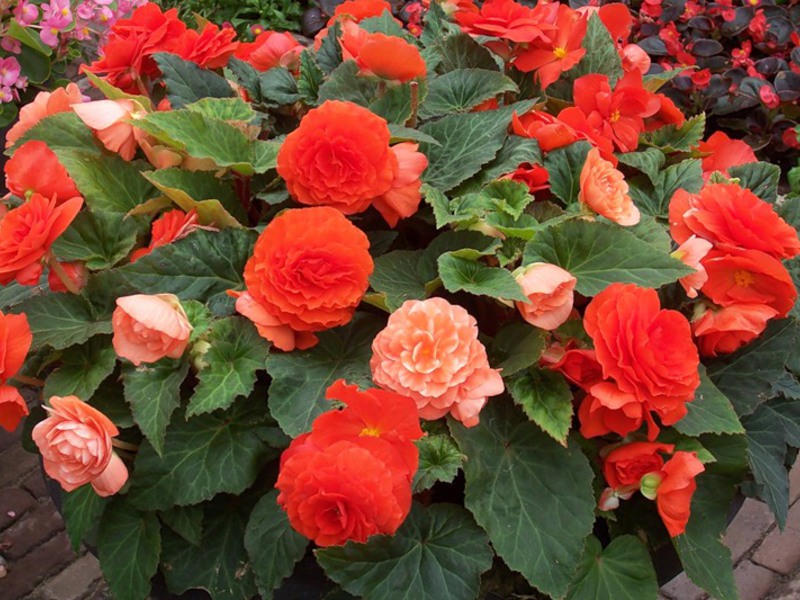 Propagation of begonias by cuttings