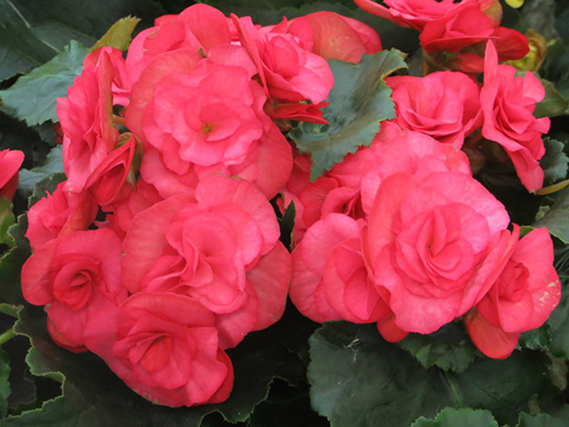 How begonia grows