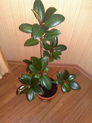 Pruning ficus