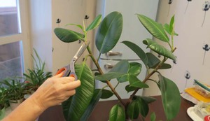 Ficus care rules