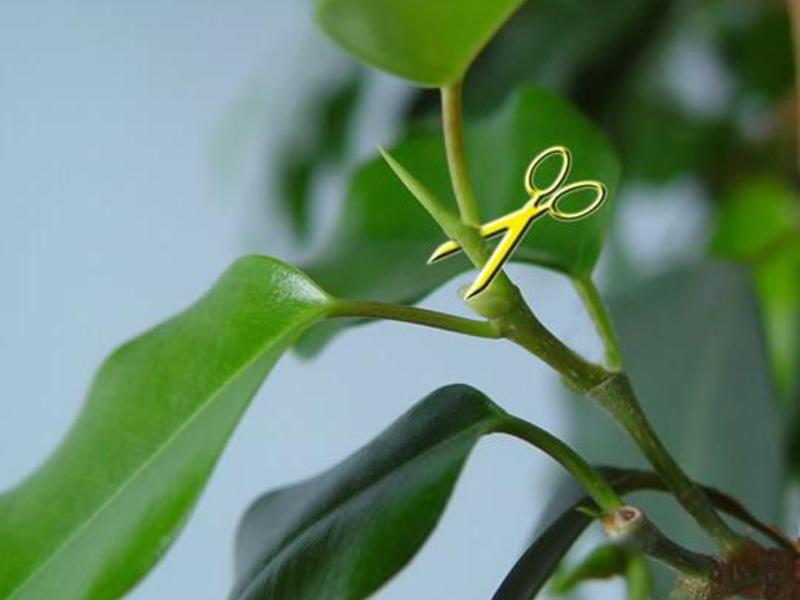 How to grow ficus correctly