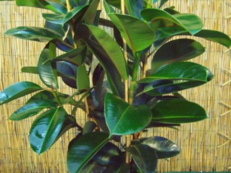 Ficus crown formation