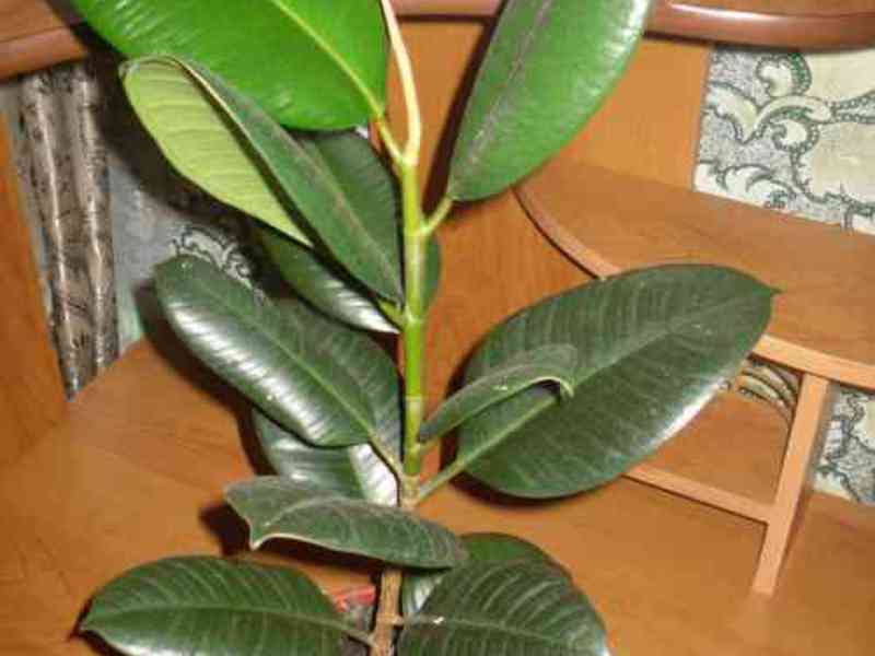 Growing rubbery ficus