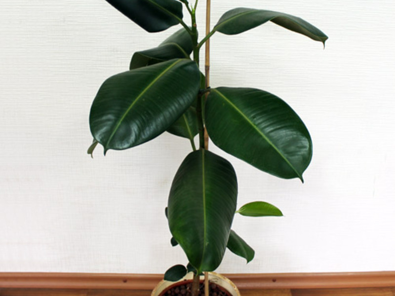 Ficus crown formation