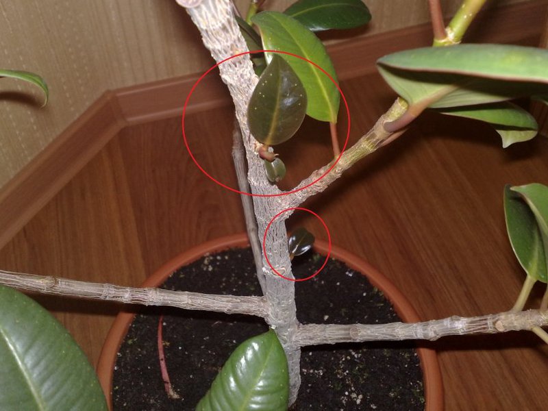 Rules for caring for ficus