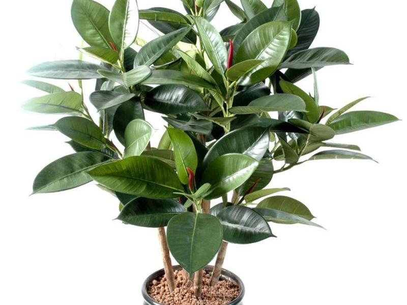 What conditions does ficus like?