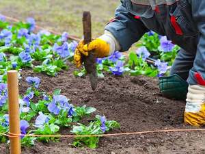 The nuances of planting brunner in the open field