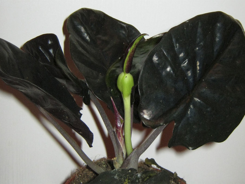 List and description of the types of alocasia