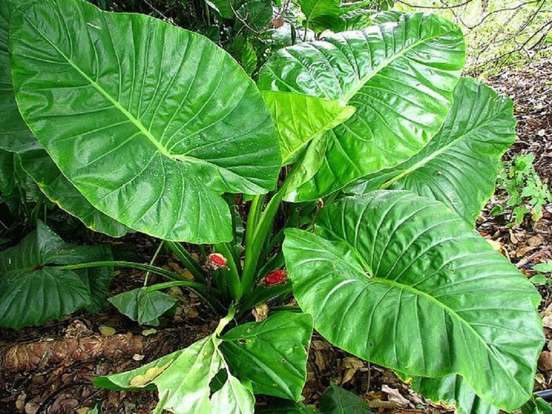 Characteristics of large-leaved alocasia