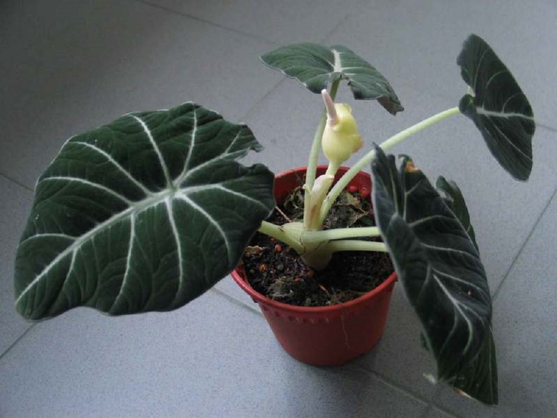 Description of alocasia flower species Black Velvet