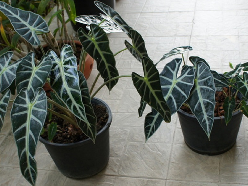 Characteristic features of Sander's alocasia