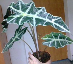 Rules for caring for alocasia at home