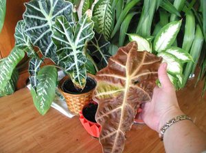 List of problems with alocasia and how to fix them